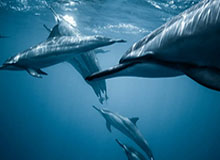 开云入口-“计划”有变，冲击冠军！U23男足3:0越南 挺进决赛